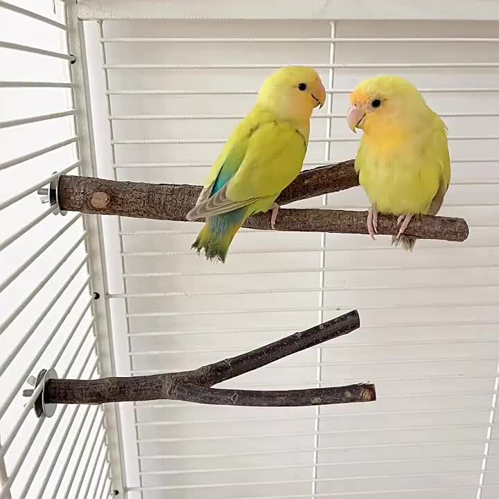Durable Wooden Bird Perch for Cage - Comfortable Grinding Stick for Birds - Fun Bird Toy and Supplies