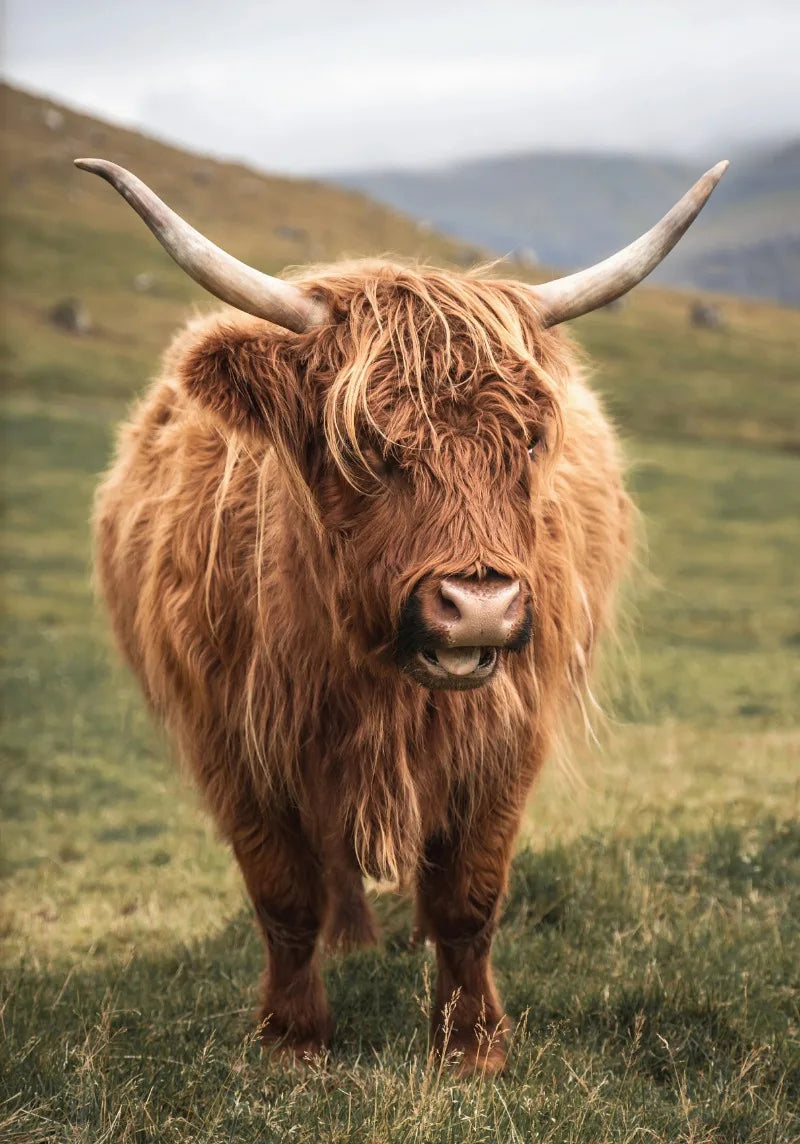 Nature Highland Cow Deer Wood Log Pile Horse Lake Photography Canvas Painting Print Landscape Poster for Living Room Home Decor